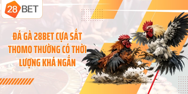 Đá gà 28BET cựa sắt Thomo thường có thời lượng khá ngắn