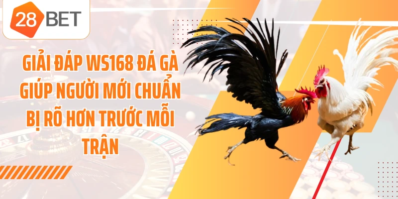 Giải đáp WS168 đá gà giúp người mới chuẩn bị rõ hơn trước mỗi trận