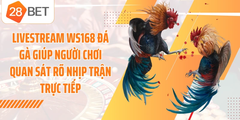 Livestream WS168 đá gà giúp người chơi quan sát rõ nhịp trận trực tiếp